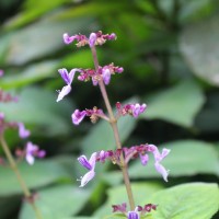 Coleus kanneliyensis L.H.Cramer & S. Balas.